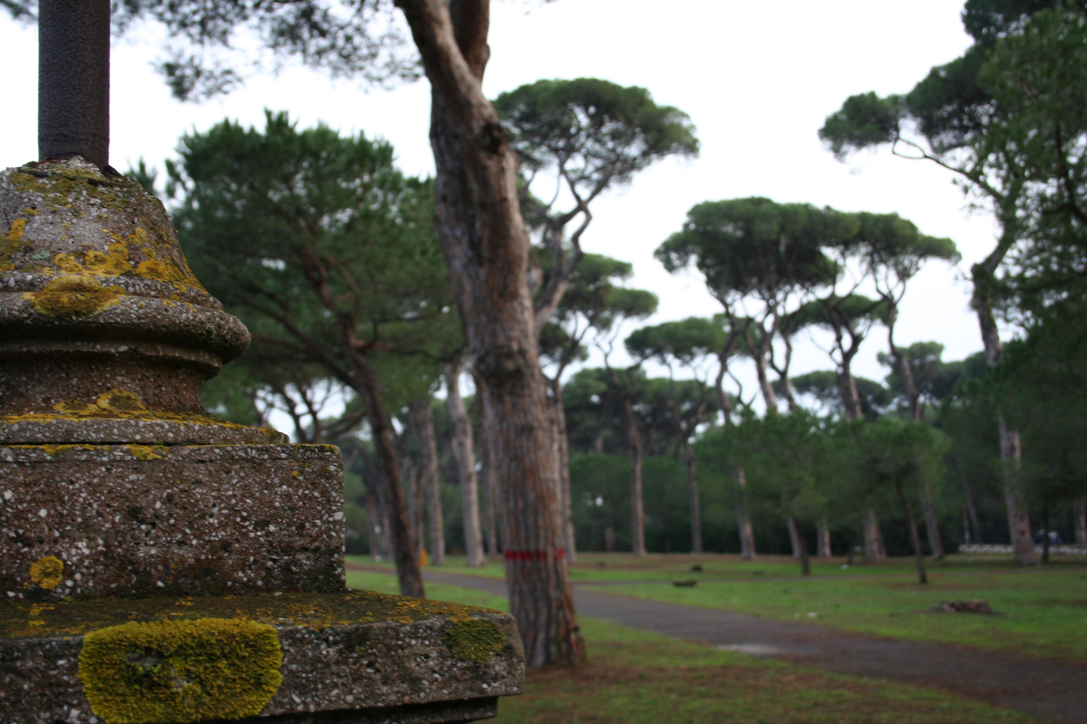 Relive the Dolce Vita in the pine forest of Fregene